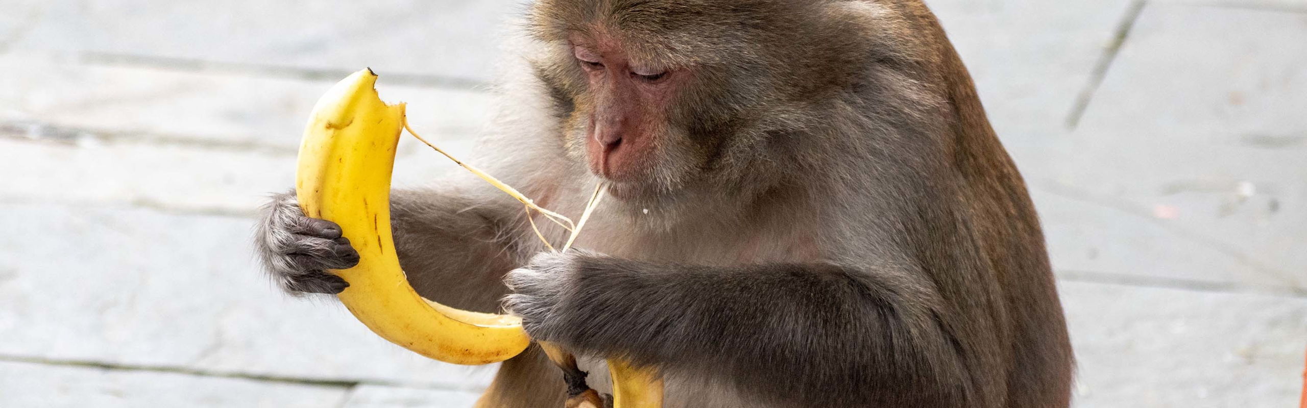 Call-to-actions & bananen